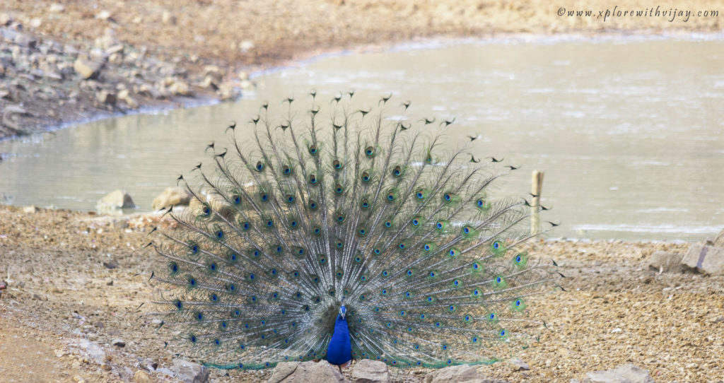 Peafowl_Male