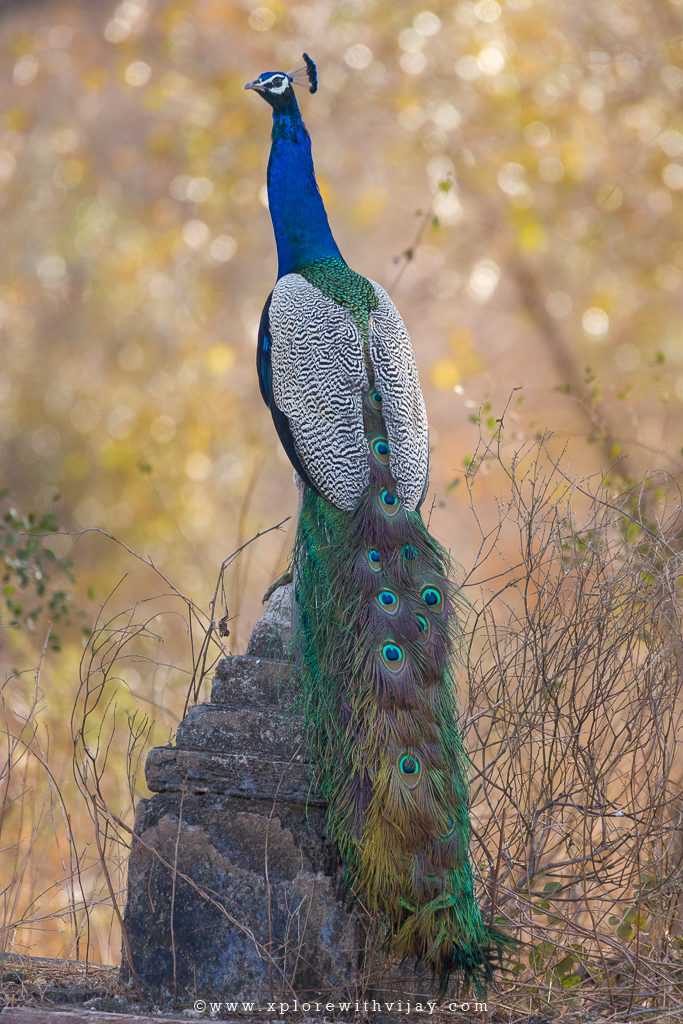Gir_Peacock